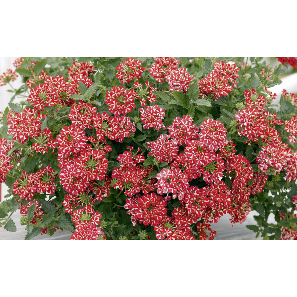 Verbena Estrella Voodoo Red Star