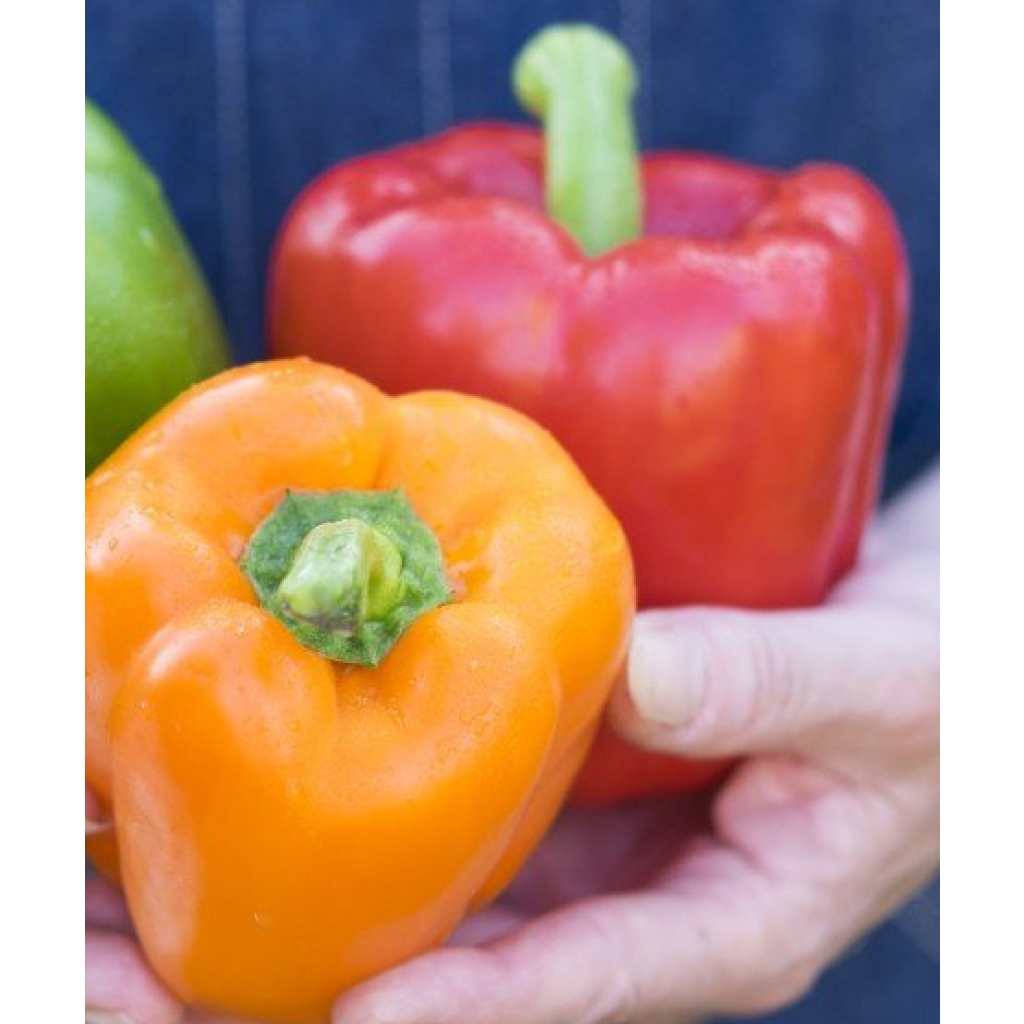 Coleção duo de 2 pimentos vermelho e amarelo em plantas ENXERTADAS
