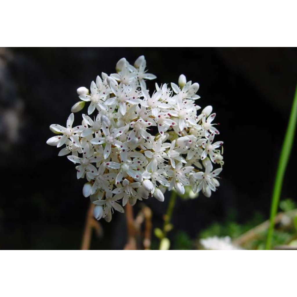 Sedum album var. murale