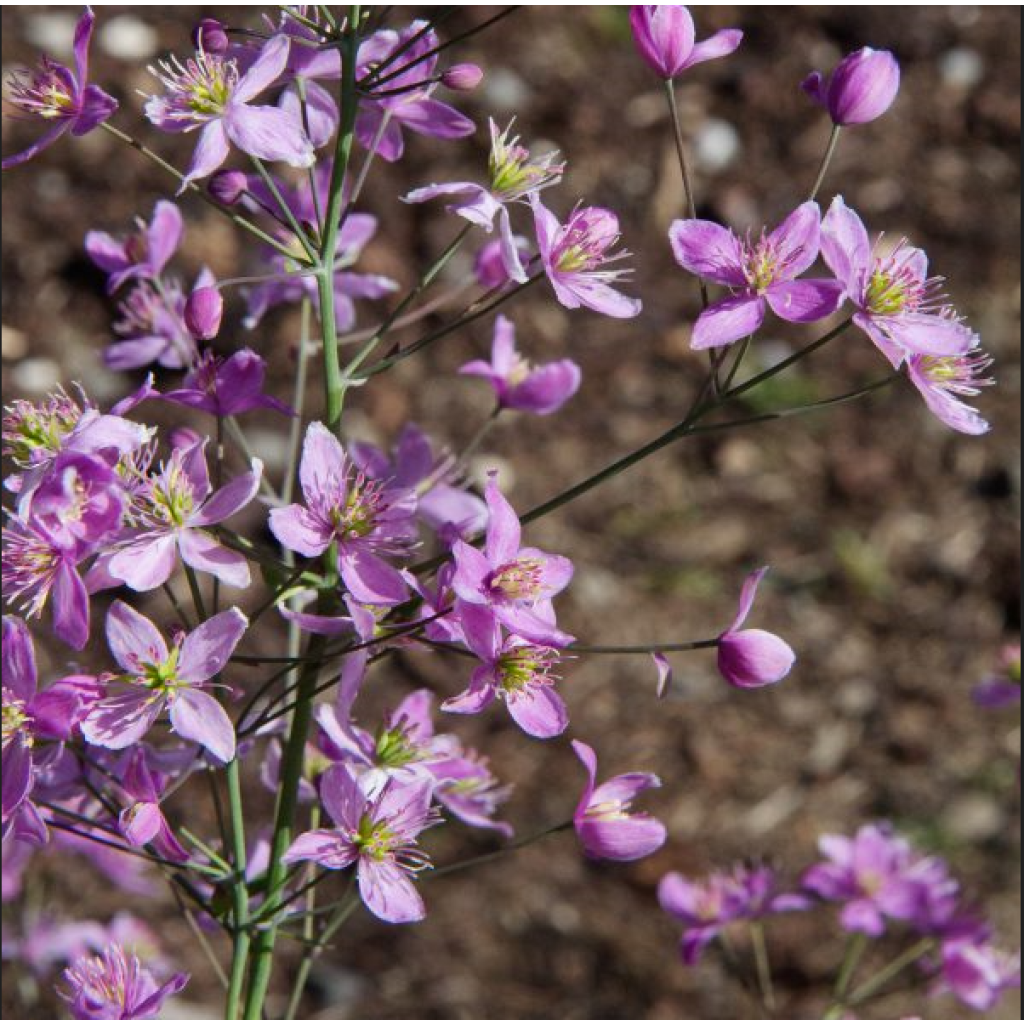 Thalictrum × aquilegifolium Fairy Wings
