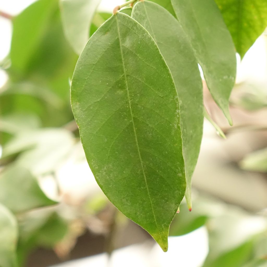 Caramboleira Arkin - Averrhoa carambola