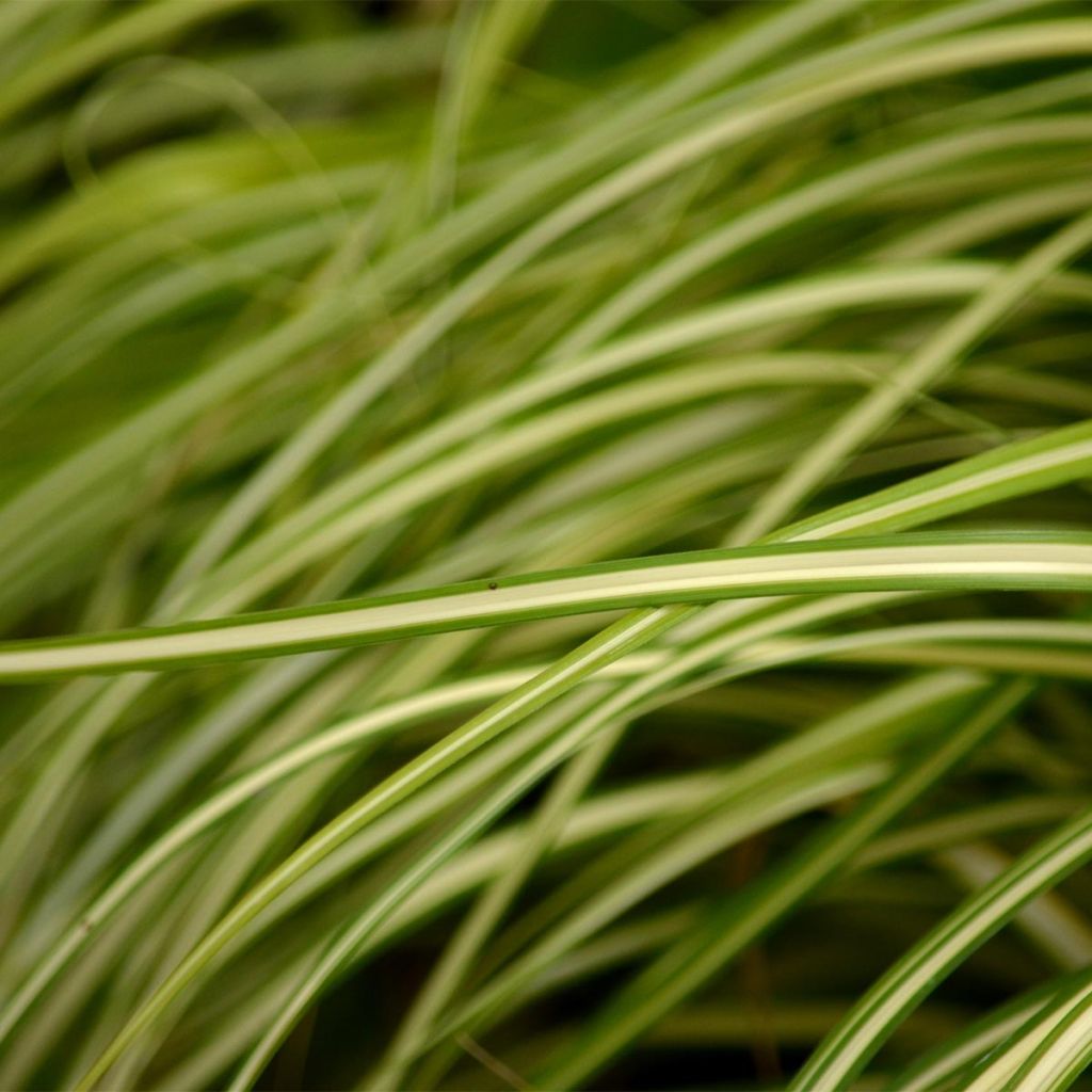 Carex oshimensis Evergold