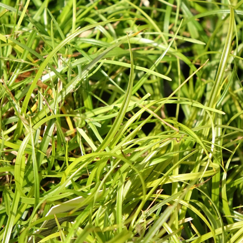 Carex umbrosa