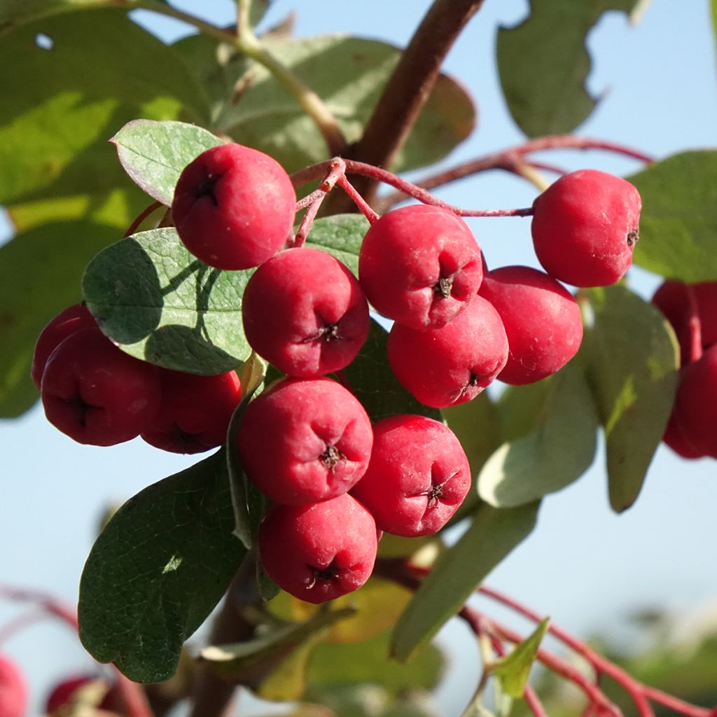 Carpinus betulus Quercifolia