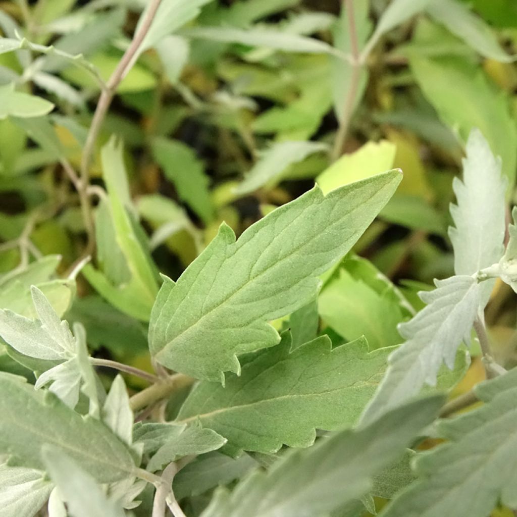 Caryopteris clandonensis Sterling Silver