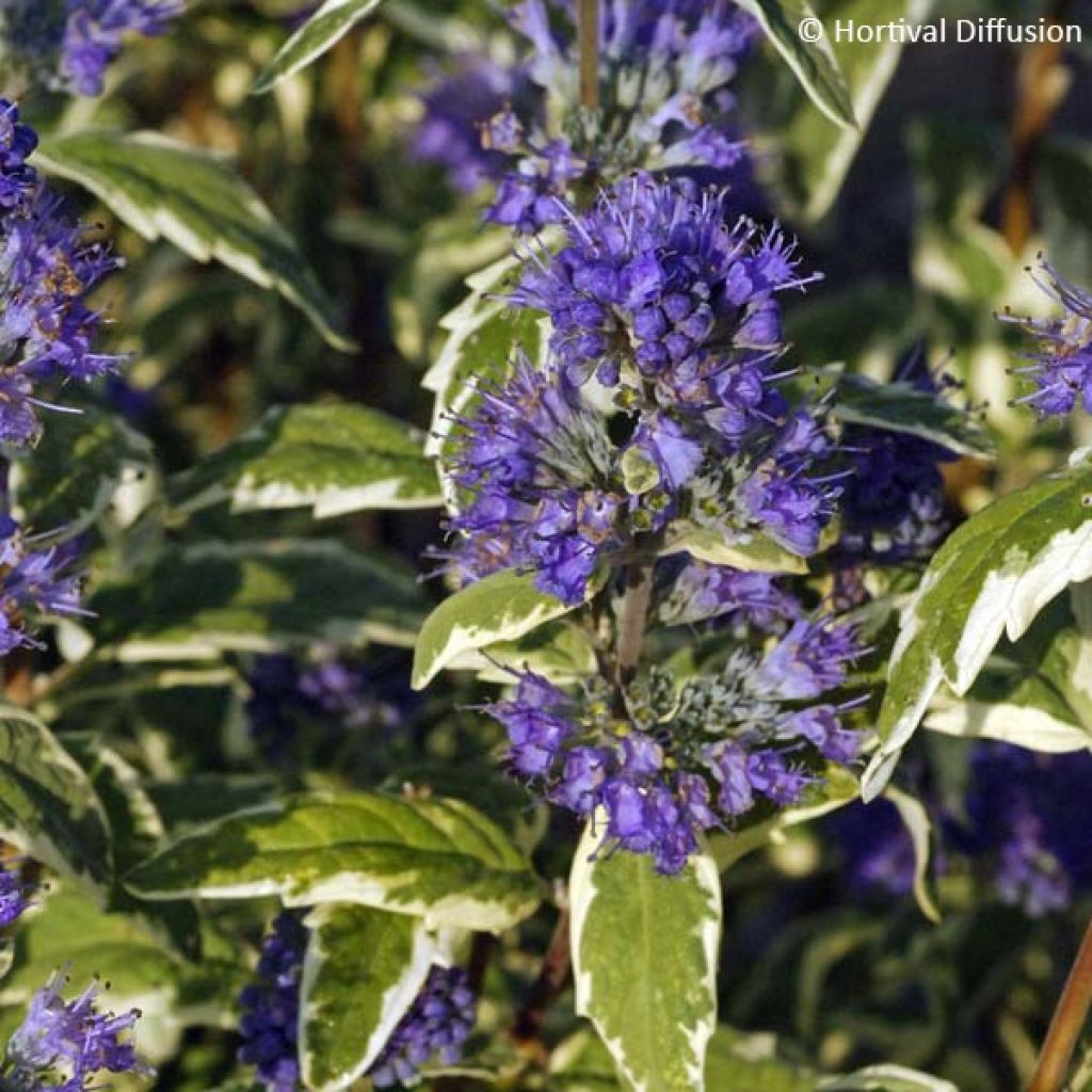Caryopteris White Surprise