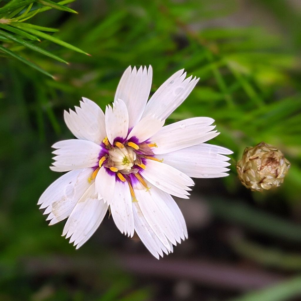 Dardo-de-cupido Alba - Catananche caerulea
