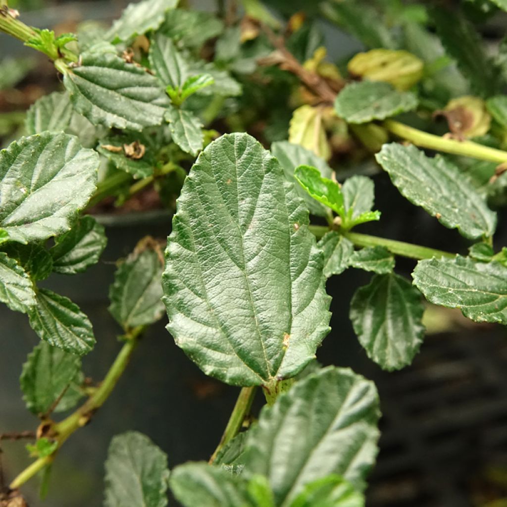 Ceanothus prostratus
