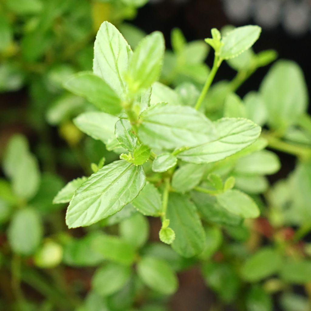 Ceanothus thyrsiflorus Snow Flurries