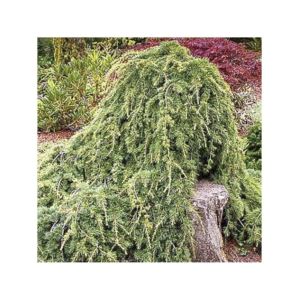 Cedrus libani subsp. atlantica Sargentii