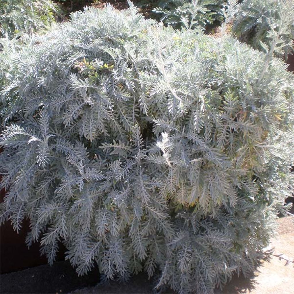 Centáurea pulcherrima