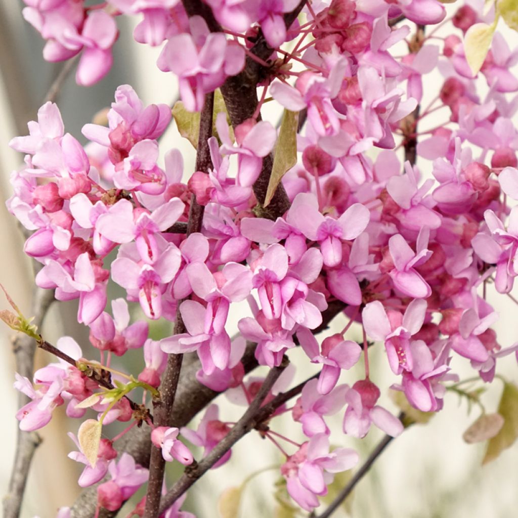 Cercis canadensis Alley Cat