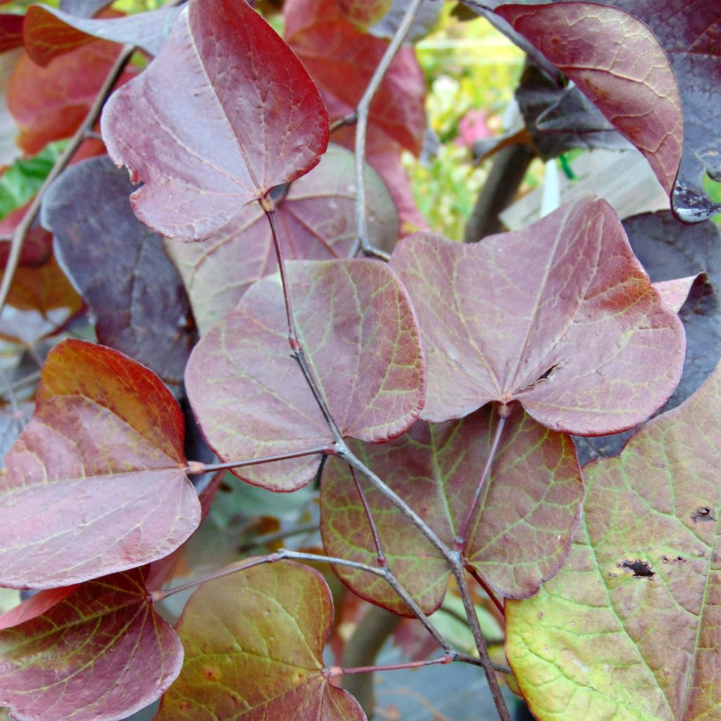 Cercis canadensis Forest Pansy