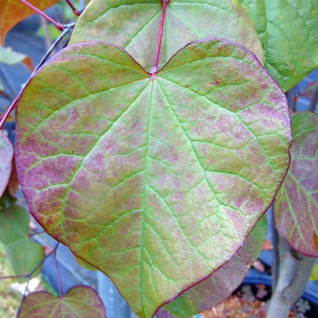 Cercis canadensis Forest Pansy