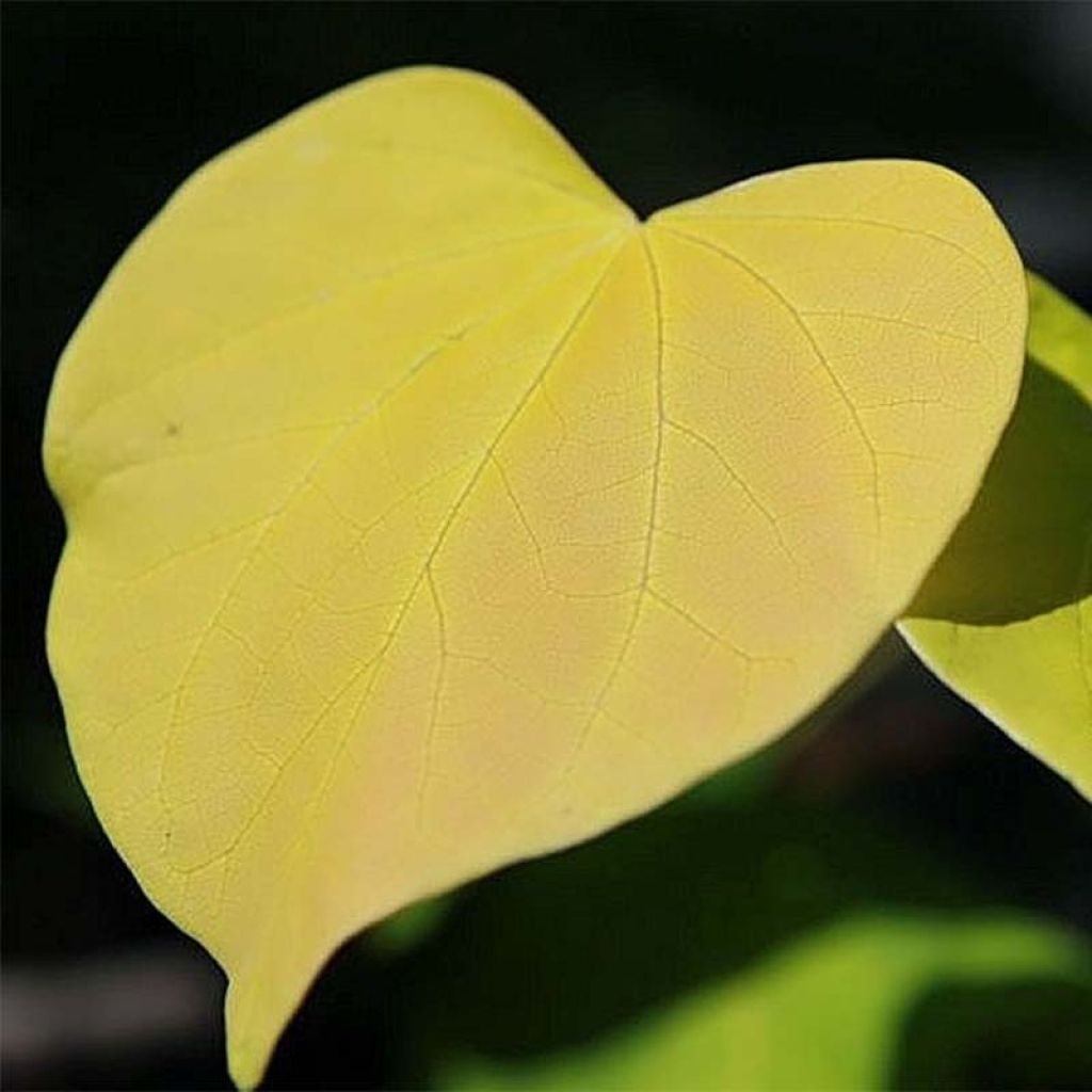 Cercis canadensis Hearts of Gold