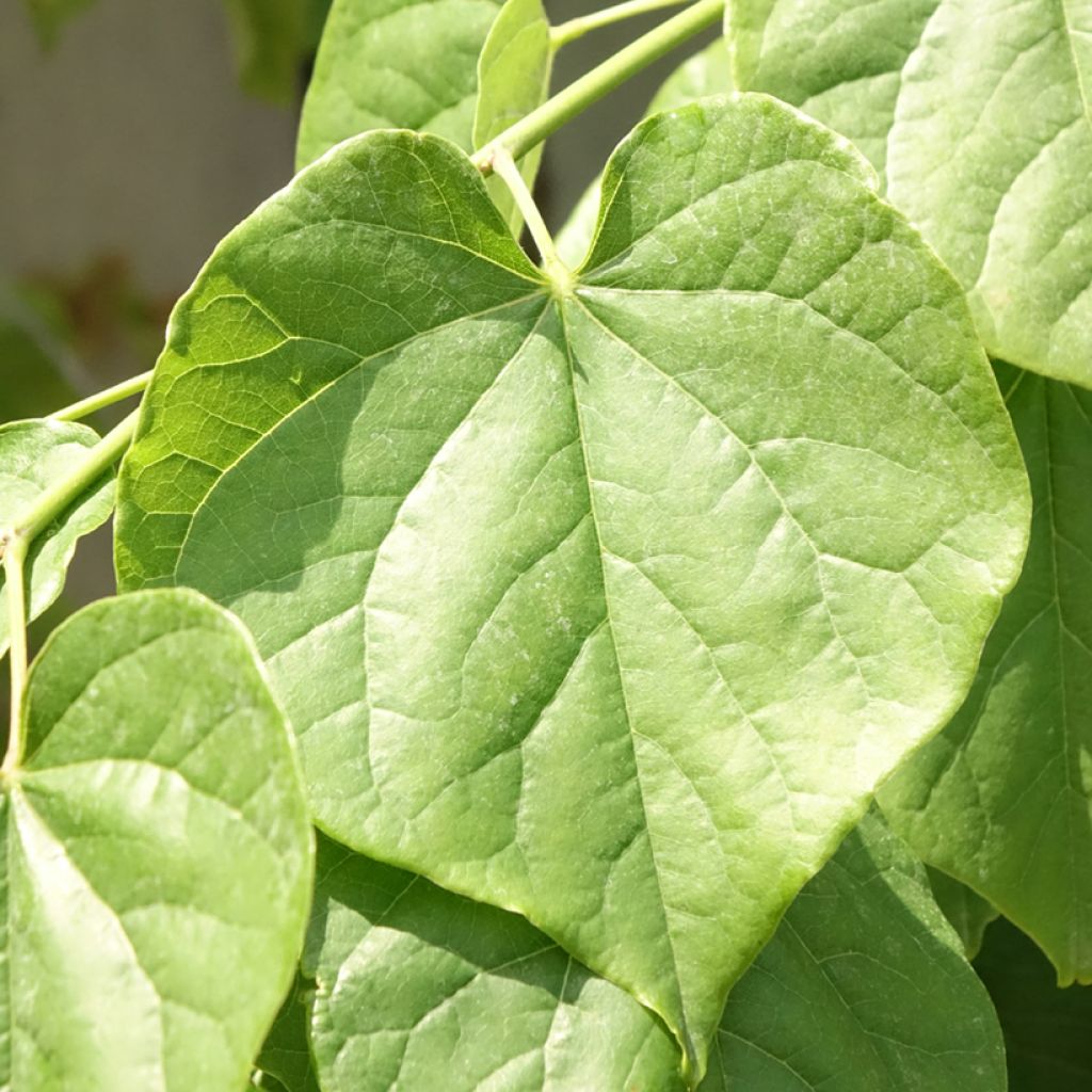 Cercis canadensis Pink Pom Pom's
