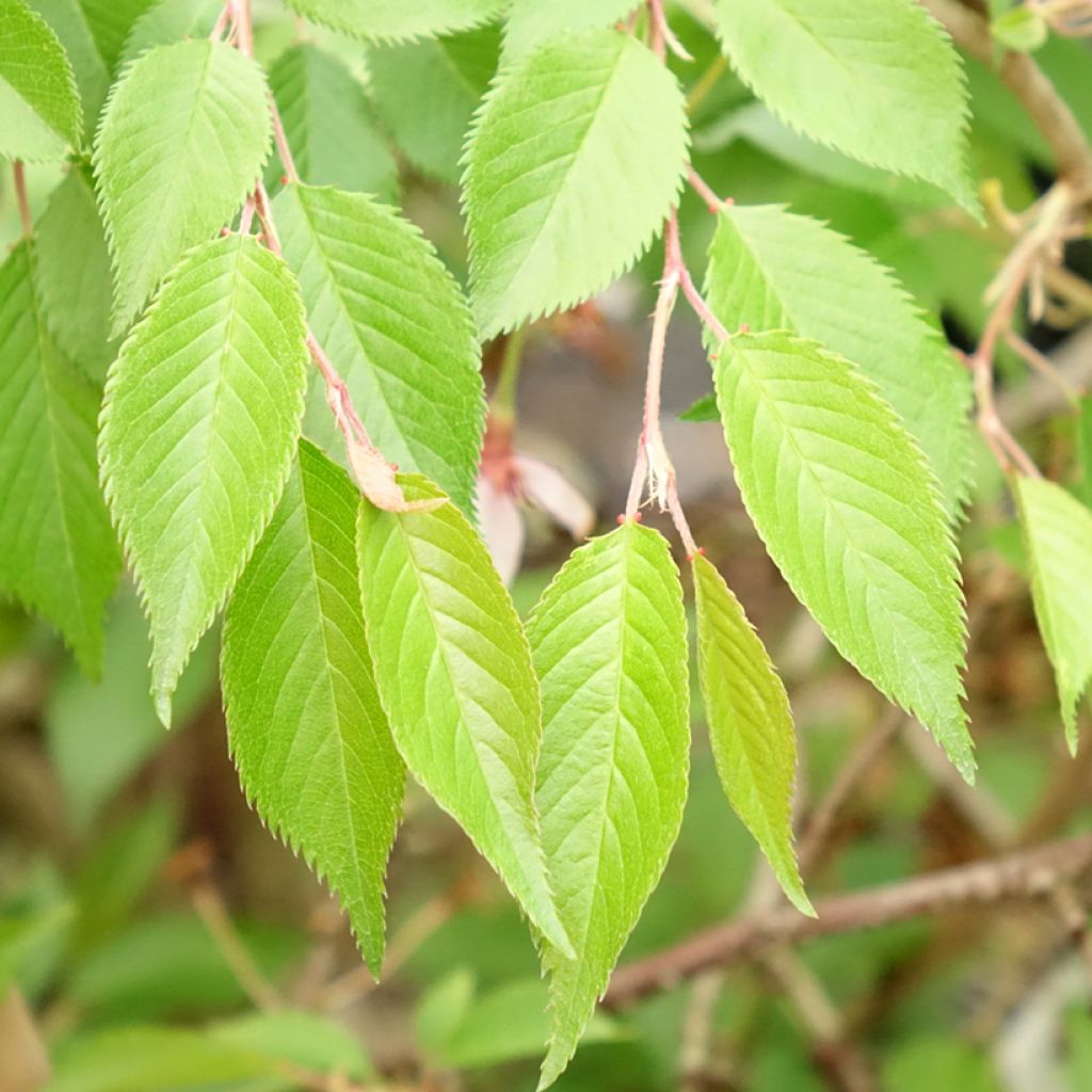 Cerejeira-do-japão - Prunus subhirtella Autumnalis Rosea em flor