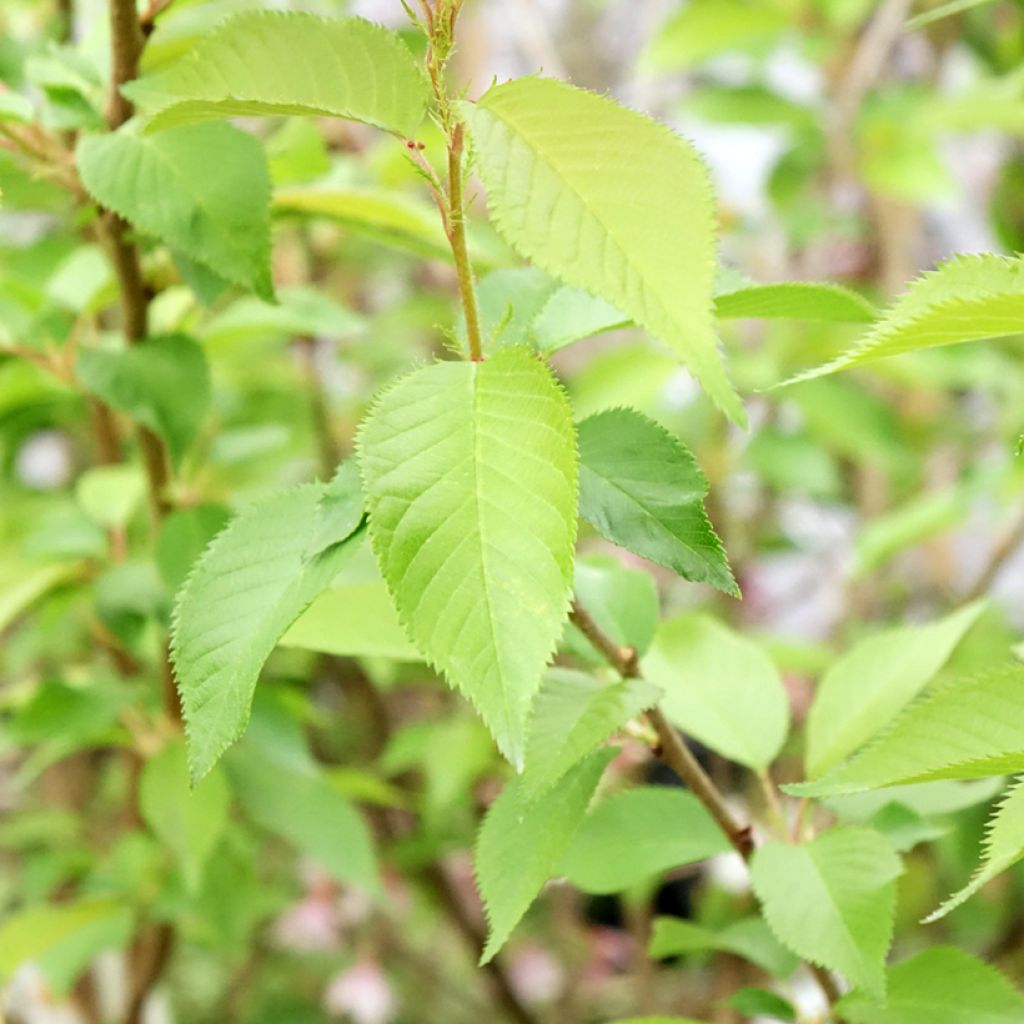 Cerejeira-do-japão - Prunus subhirtella Autumnalis Rosea em flor