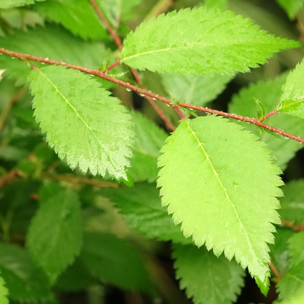 Cerejeira-do-japão anã Mikinori - Prunus incisa em flor