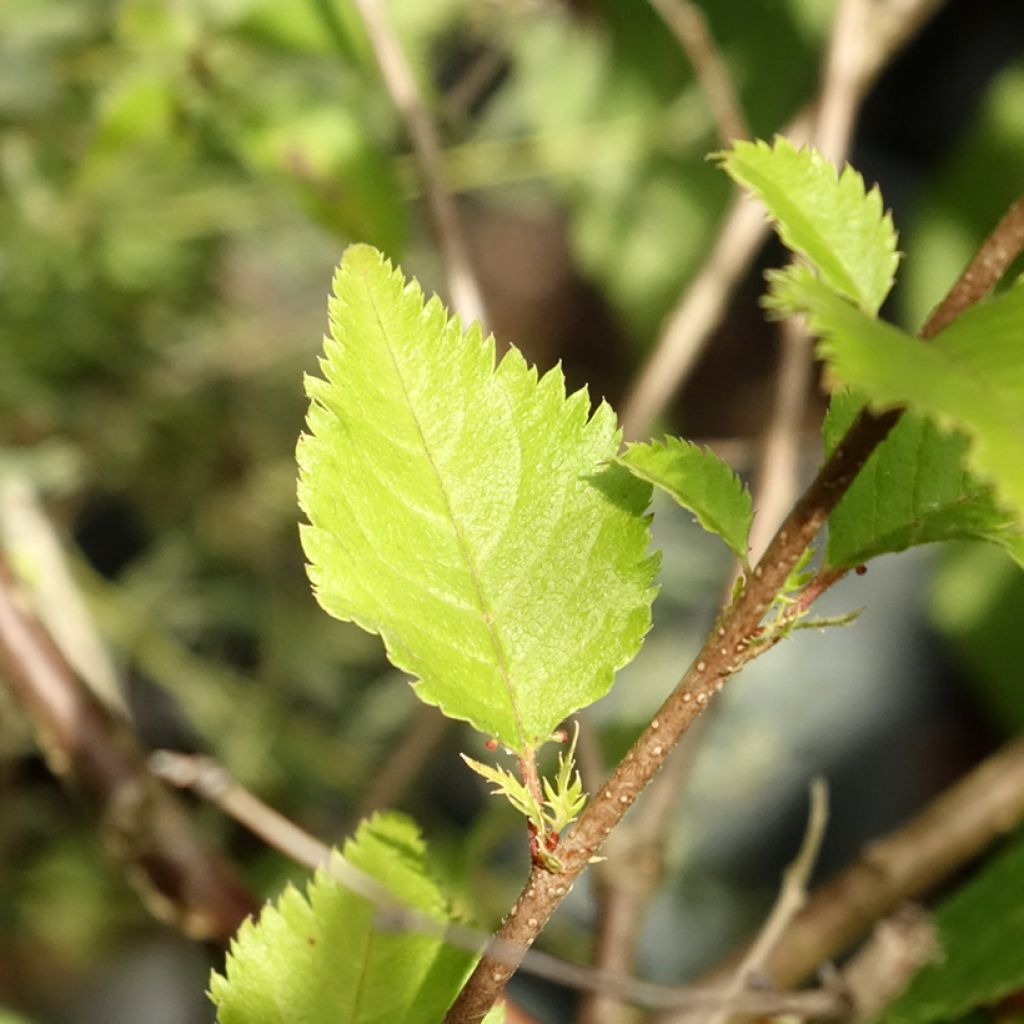 Cerejeira de flor - Prunus Hally Jolivette