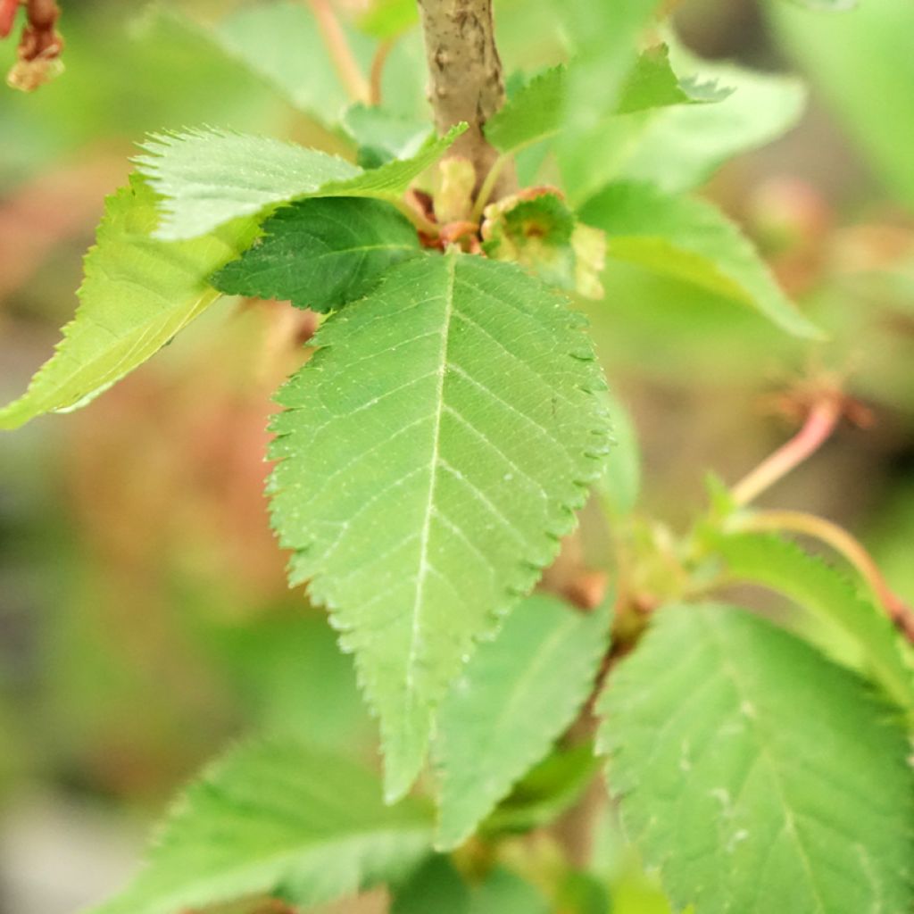 Cerejeira de flor - Prunus nipponica Brilliant