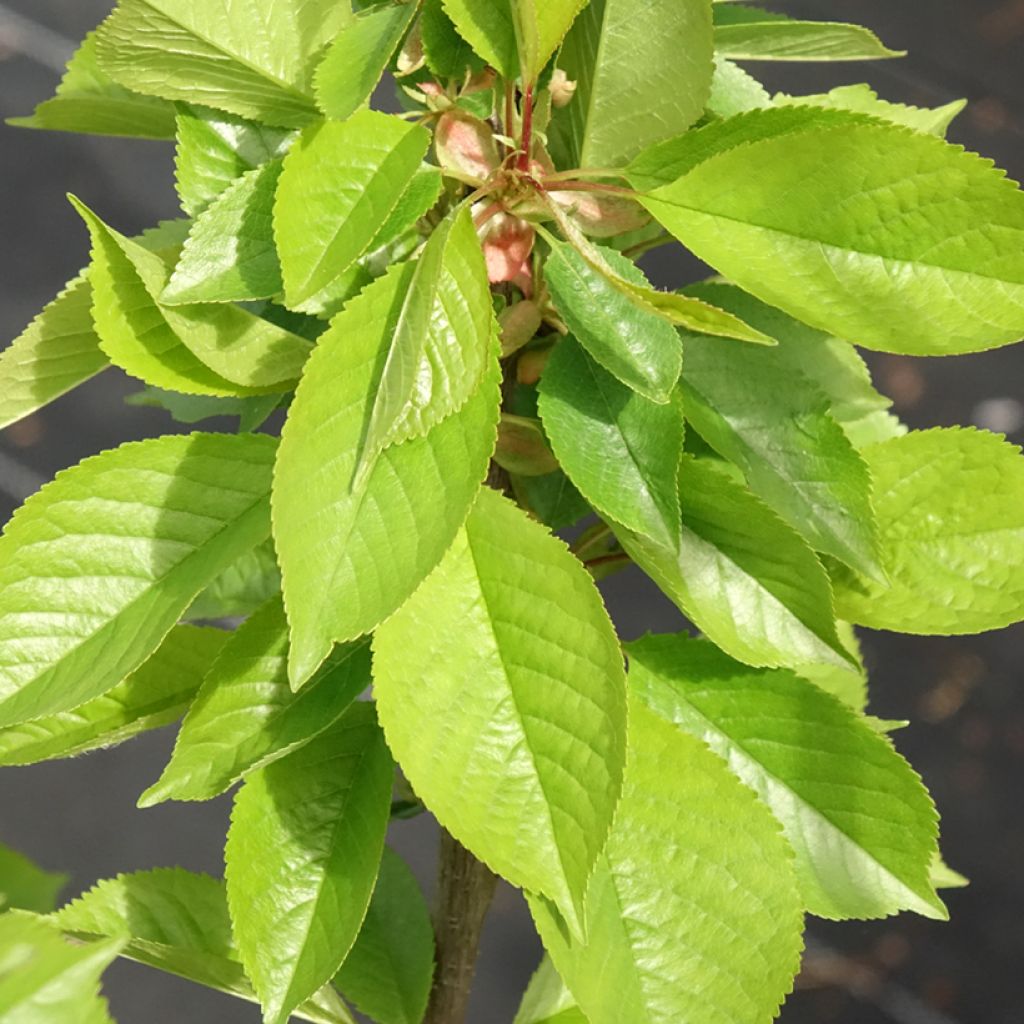 Cerejeira Inglesa Precoce - Prunus cerasus