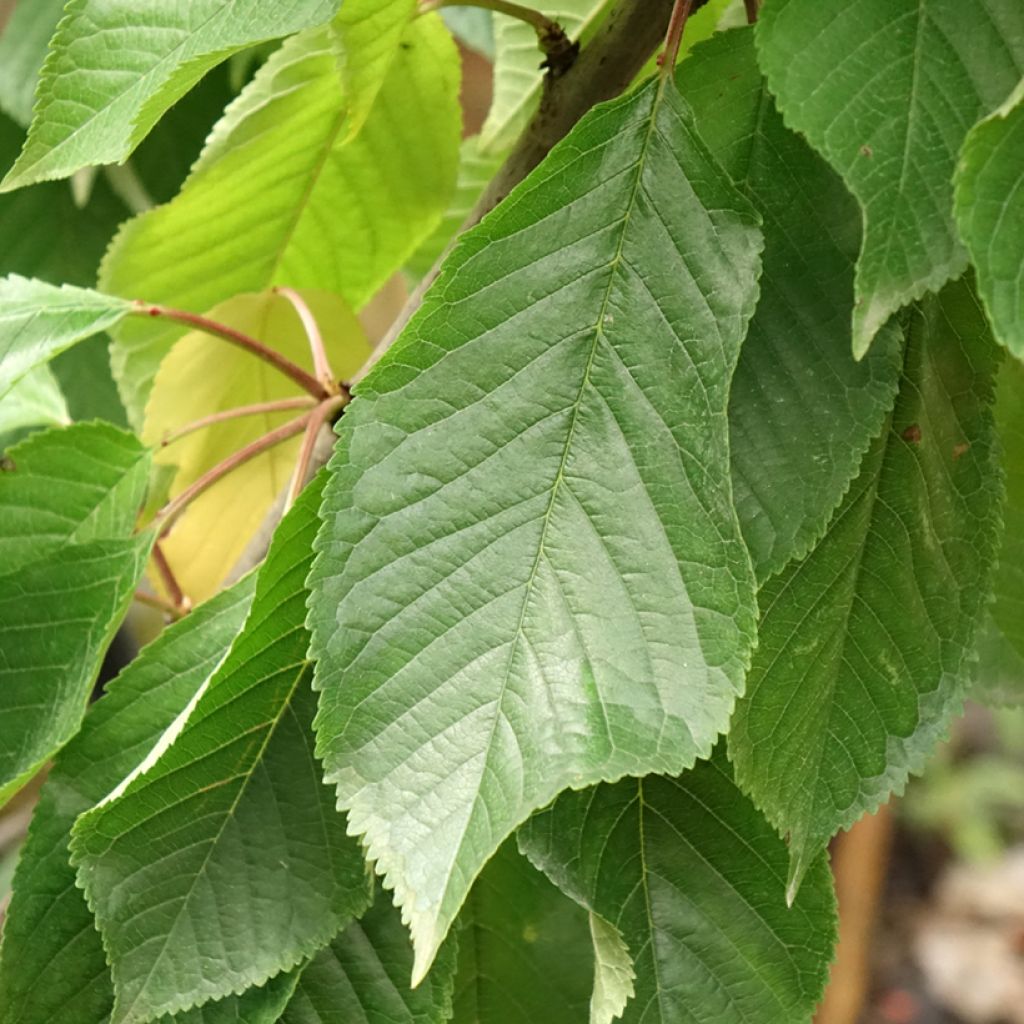 Cerejeira Bigarreau Moreau - Prunus avium