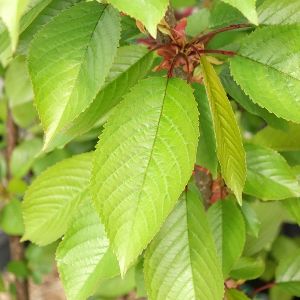 Cerejeira Bigarreau Reverchon - Prunus avium