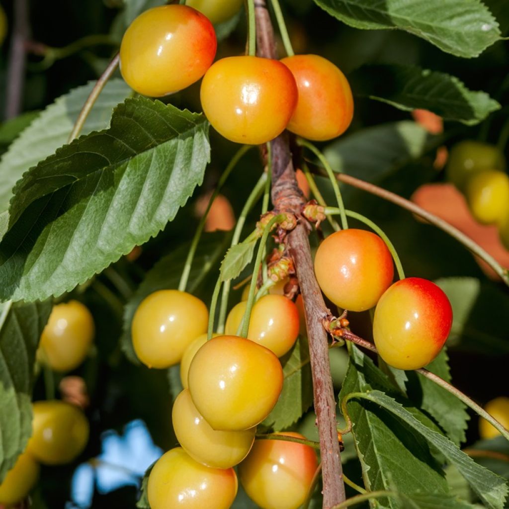 Cerejeira Bladoróżowa - Prunus avium