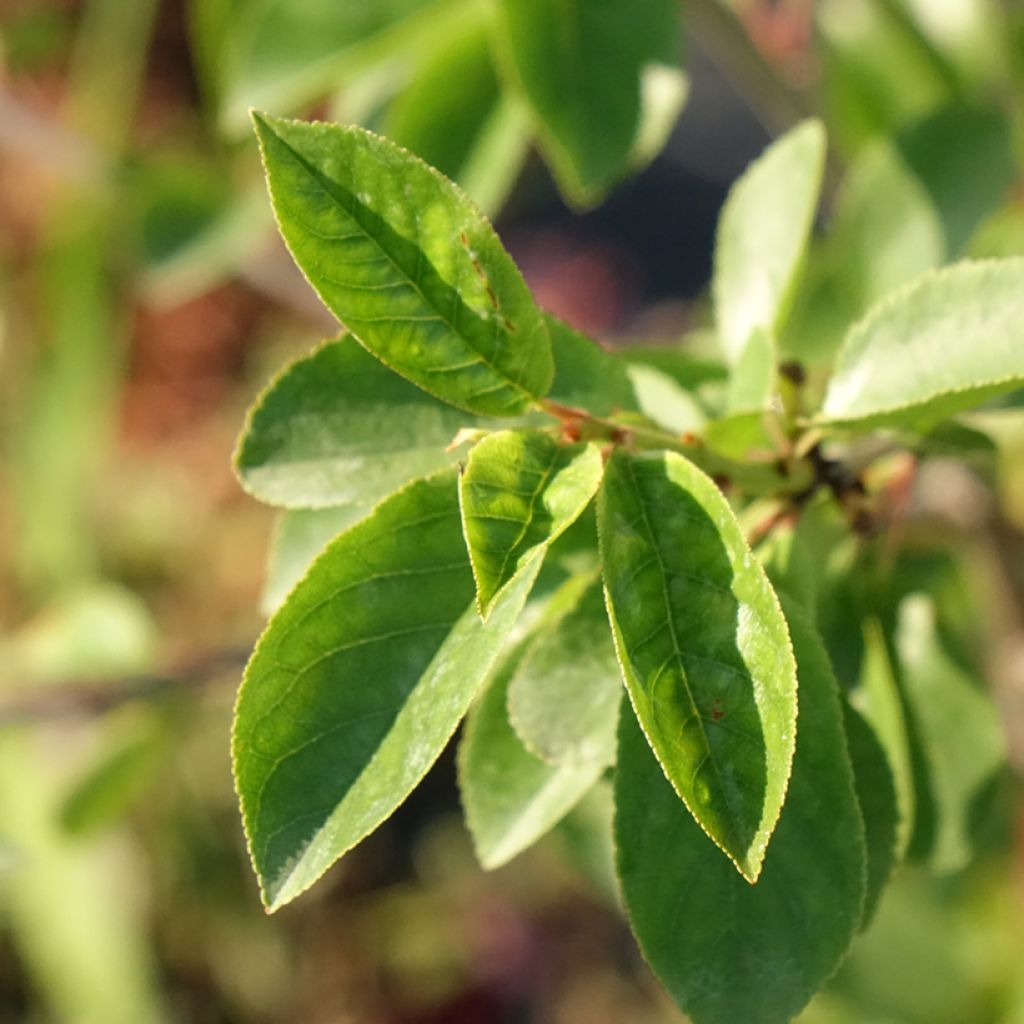 Ginjeira-anã Carmine Jewel - Prunus cerasus x fruticosa