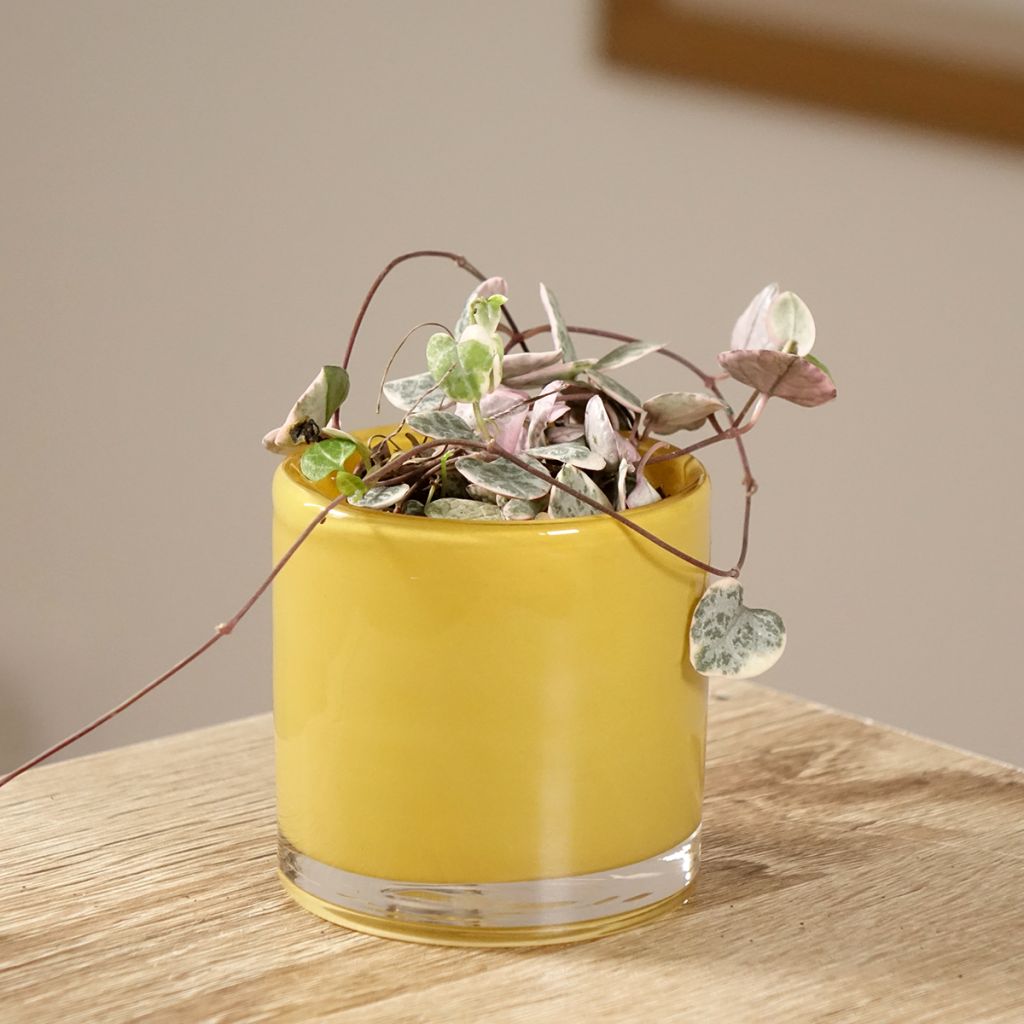 Ceropegia woodii Variegata