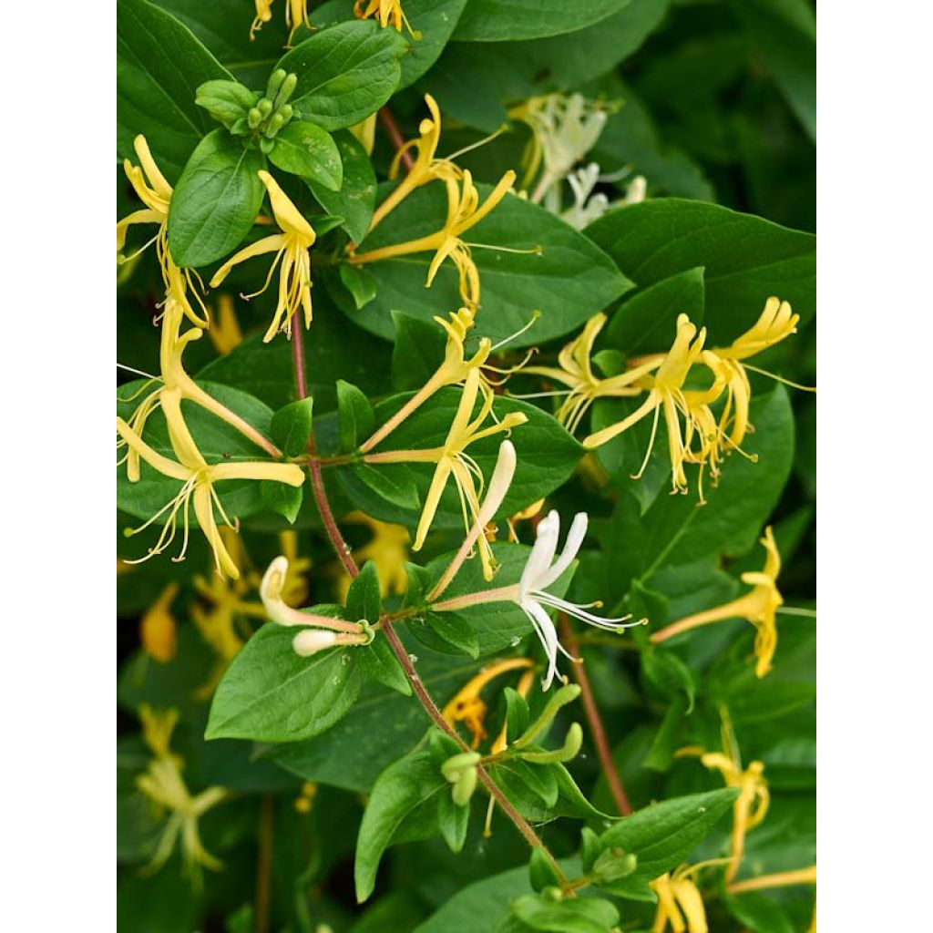 Madressilva-do-japão Halliana - Lonicera japonica