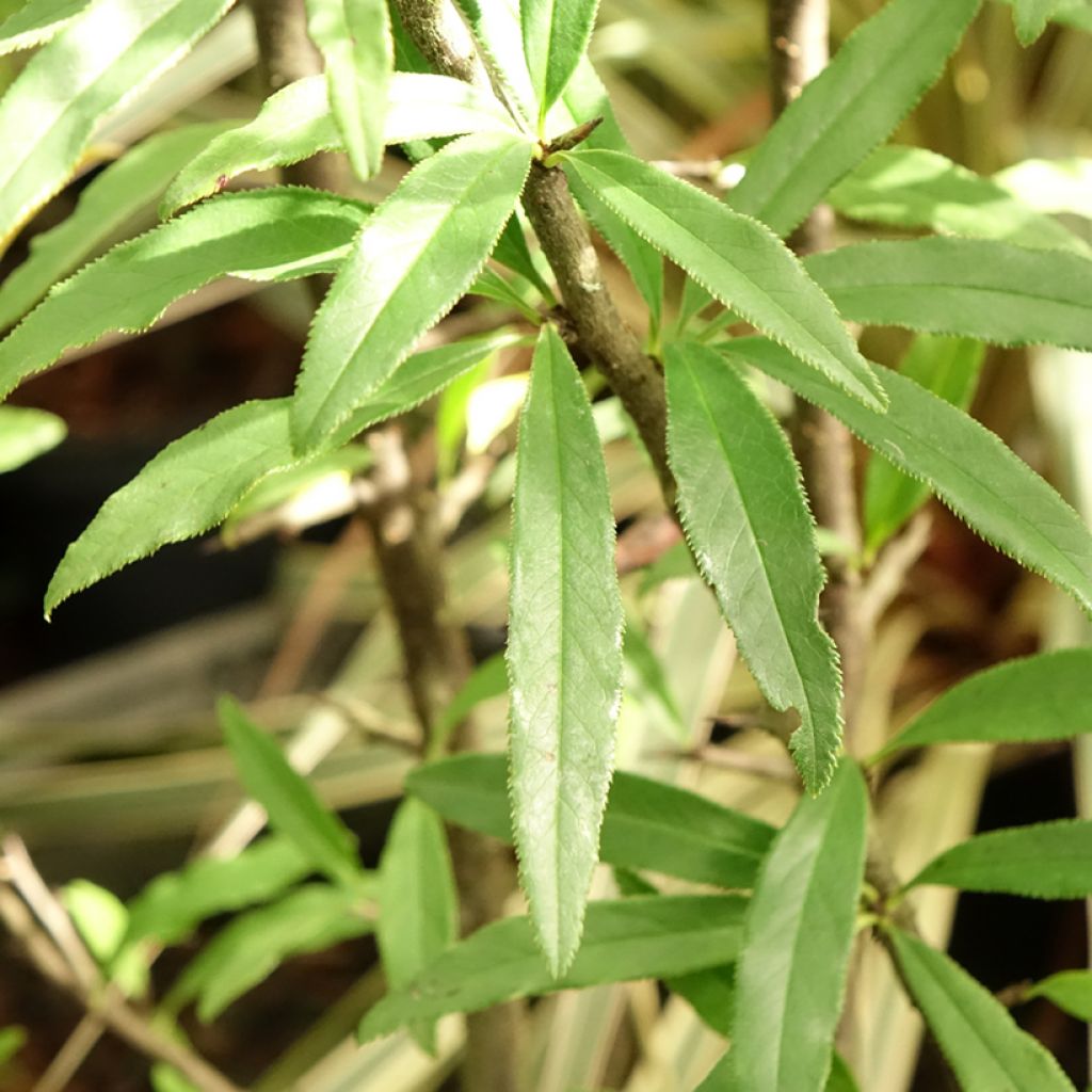 Chaenomeles cathayensis