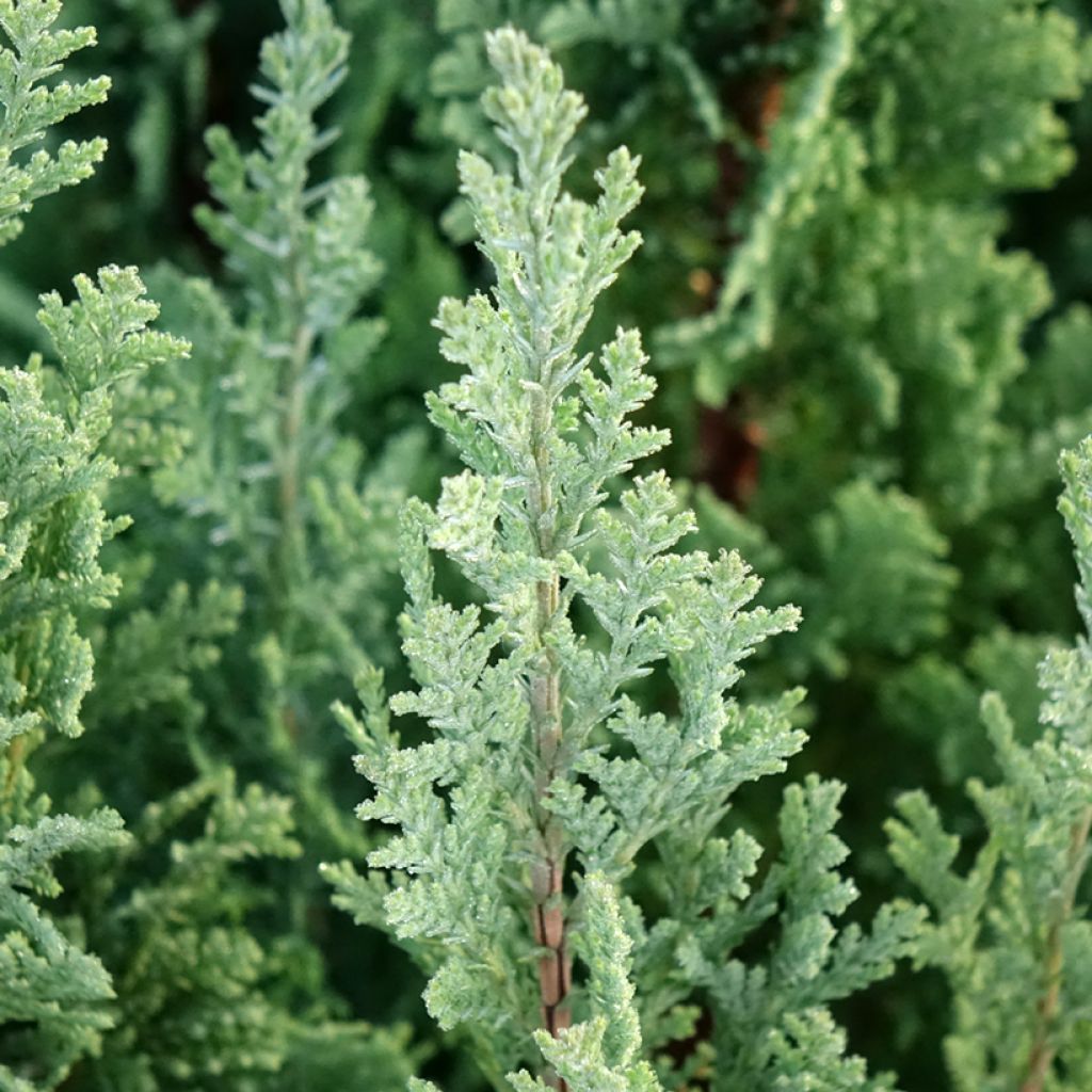 Cipreste-de-Lawson Elwoodii - Chamaecyparis lawsoniana