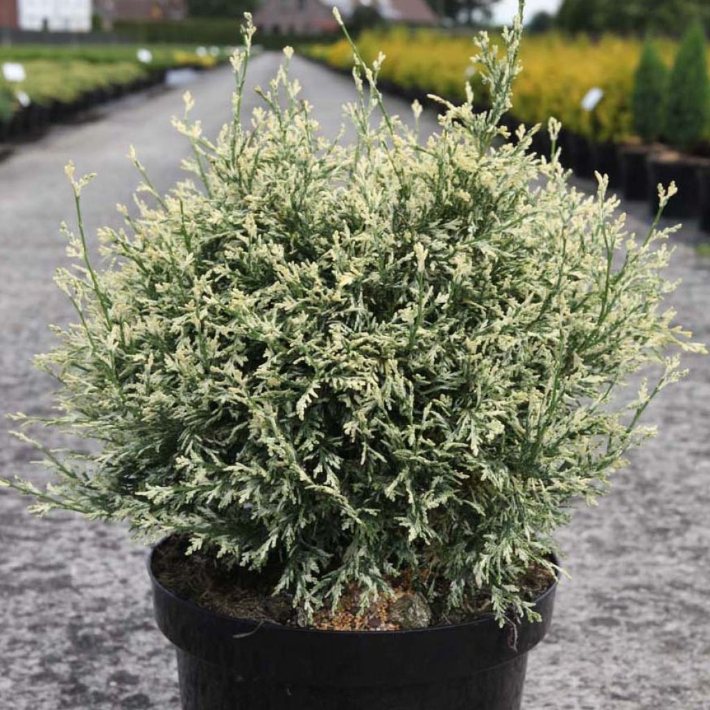 Cipreste-de-Lawson Pearly Swirls - Chamaecyparis lawsoniana