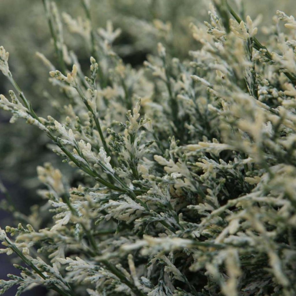 Cipreste-de-Lawson Pearly Swirls - Chamaecyparis lawsoniana