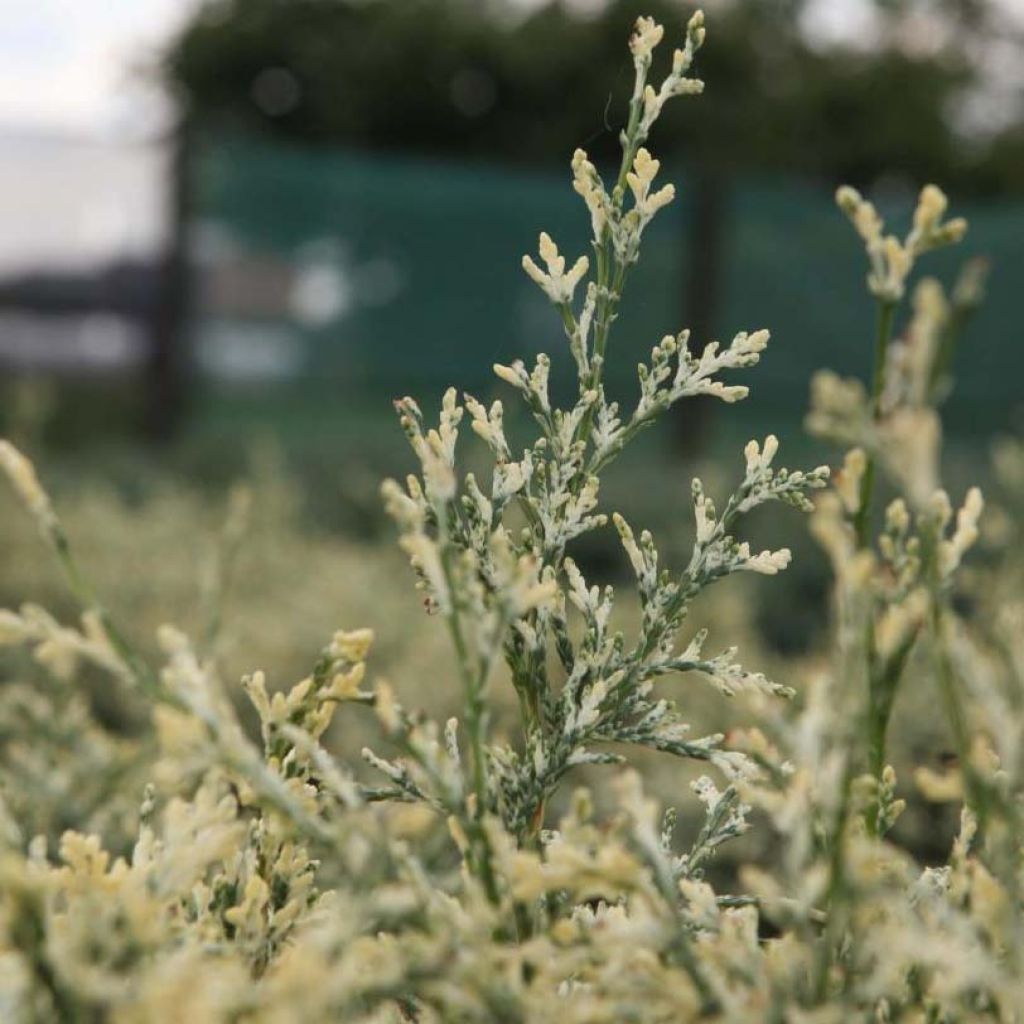 Cipreste-de-Lawson Pearly Swirls - Chamaecyparis lawsoniana