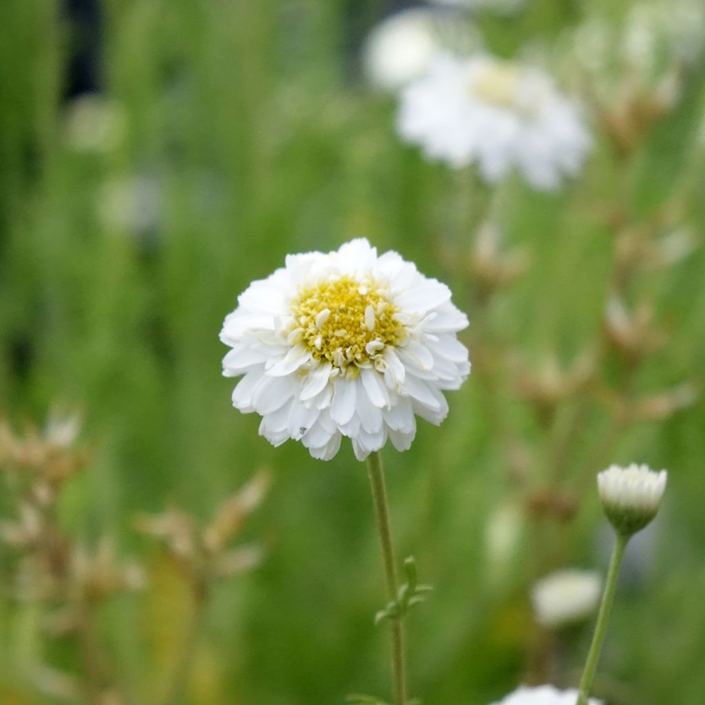 Camomila-romana Flore Pleno - Chamaemelum nobile