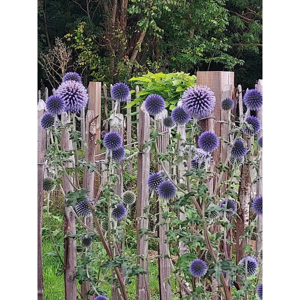 Cardo-azul - Echinops ritro