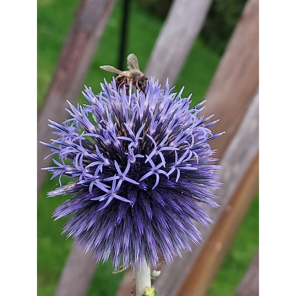 Cardo-azul - Echinops ritro