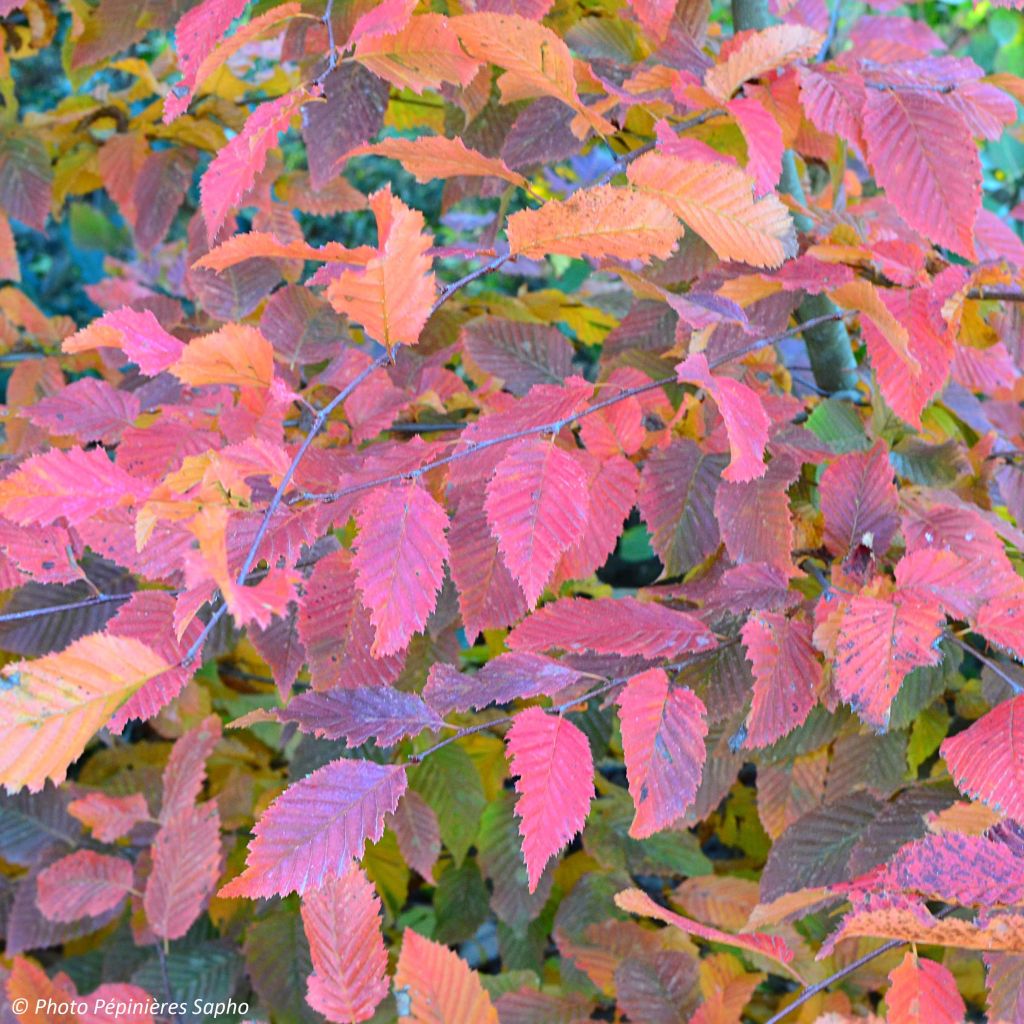 Carpinus betulus Rockhampton Red