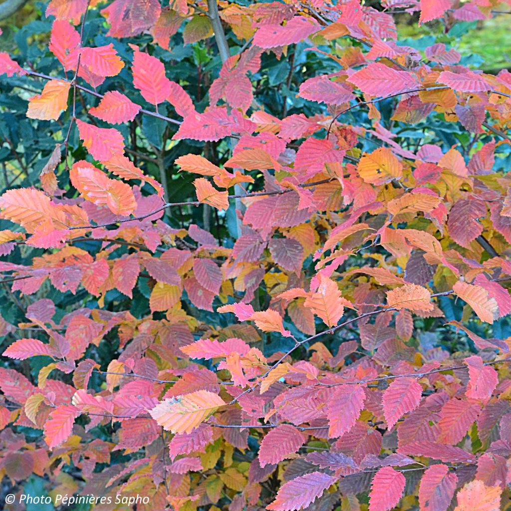 Carpinus betulus Rockhampton Red