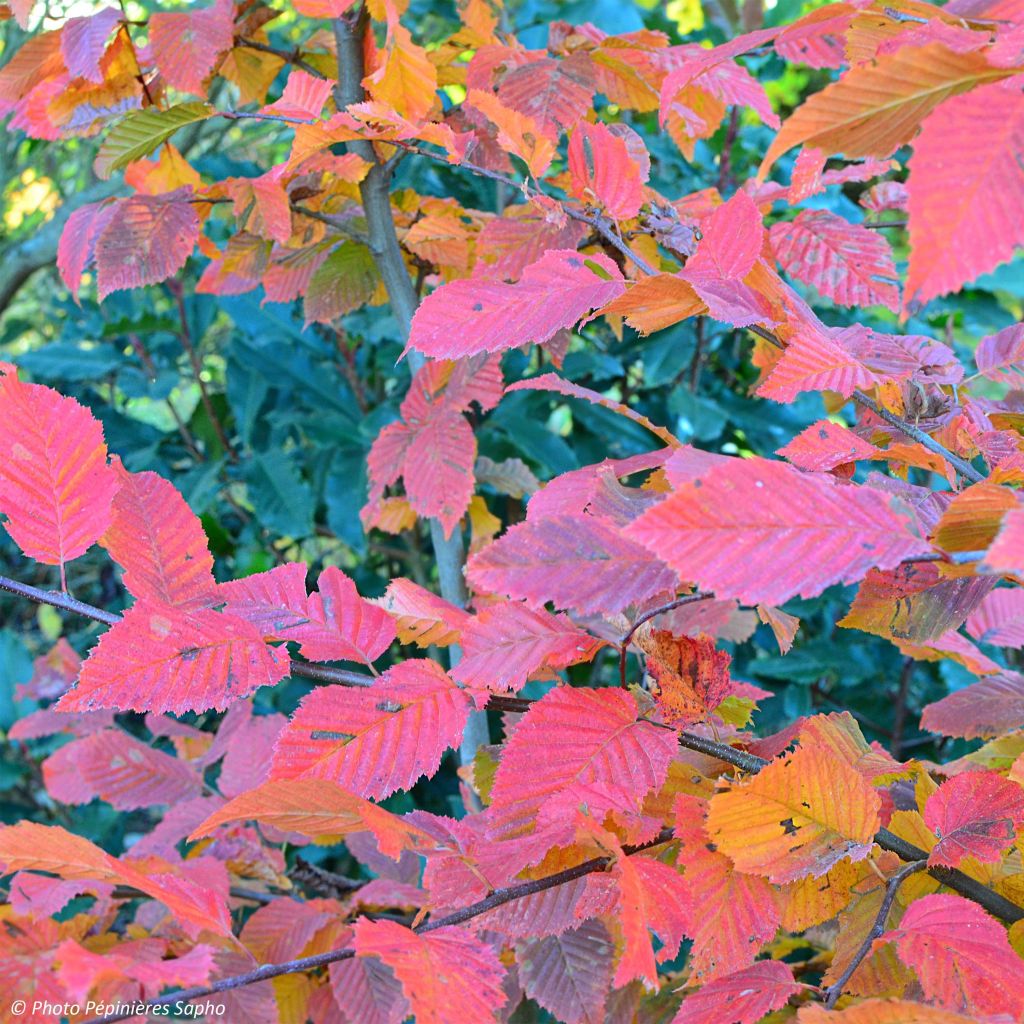 Carpinus betulus Rockhampton Red