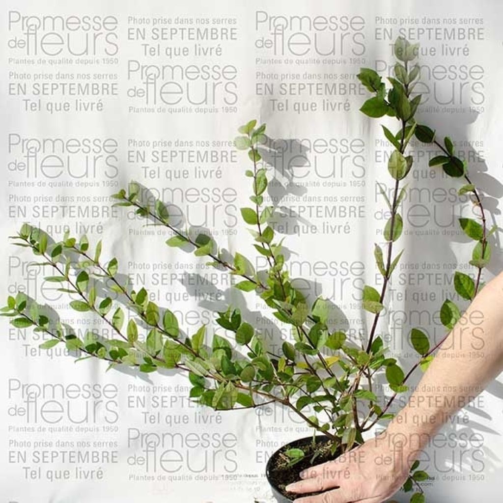 Lonicera fragrantissima