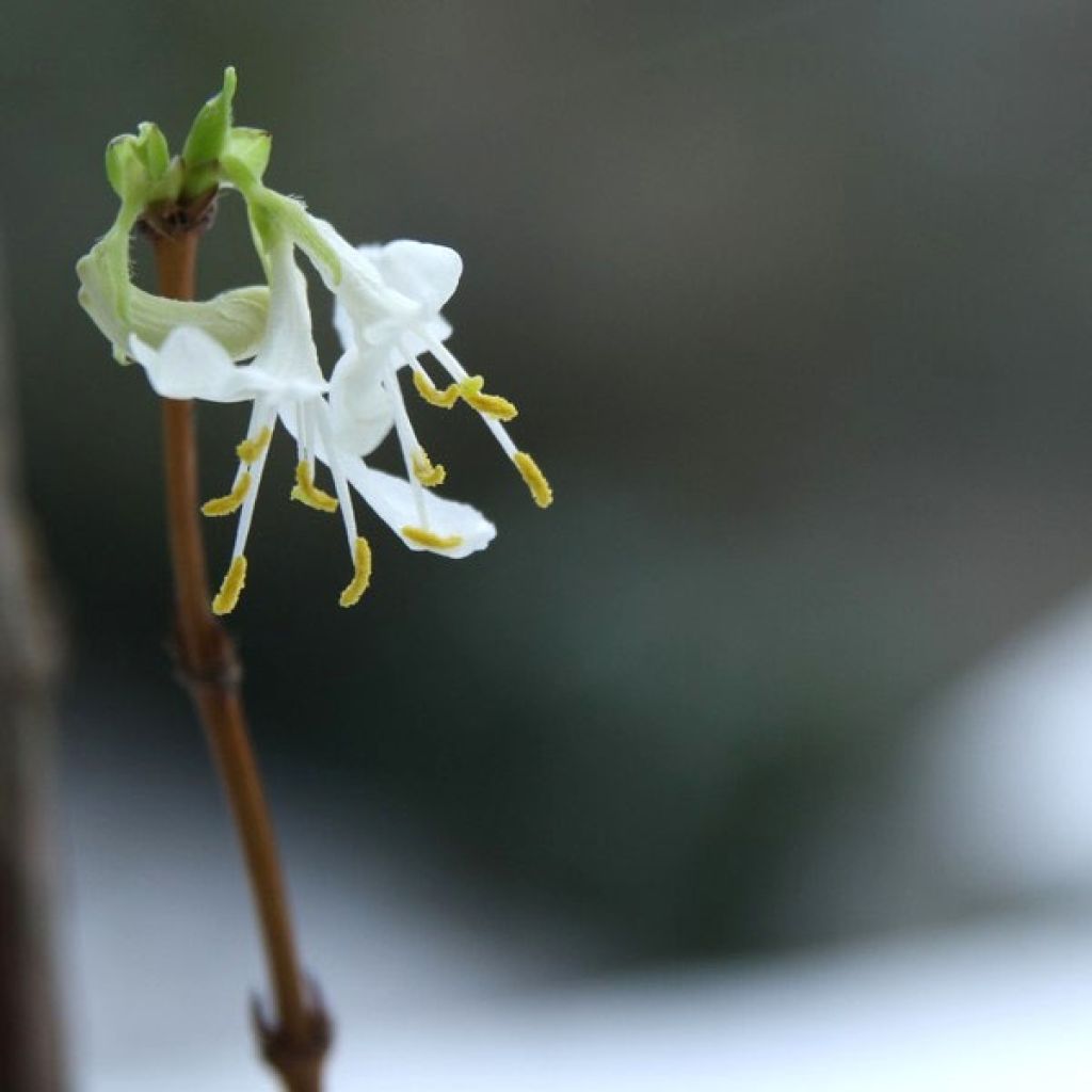 Lonicera fragrantissima