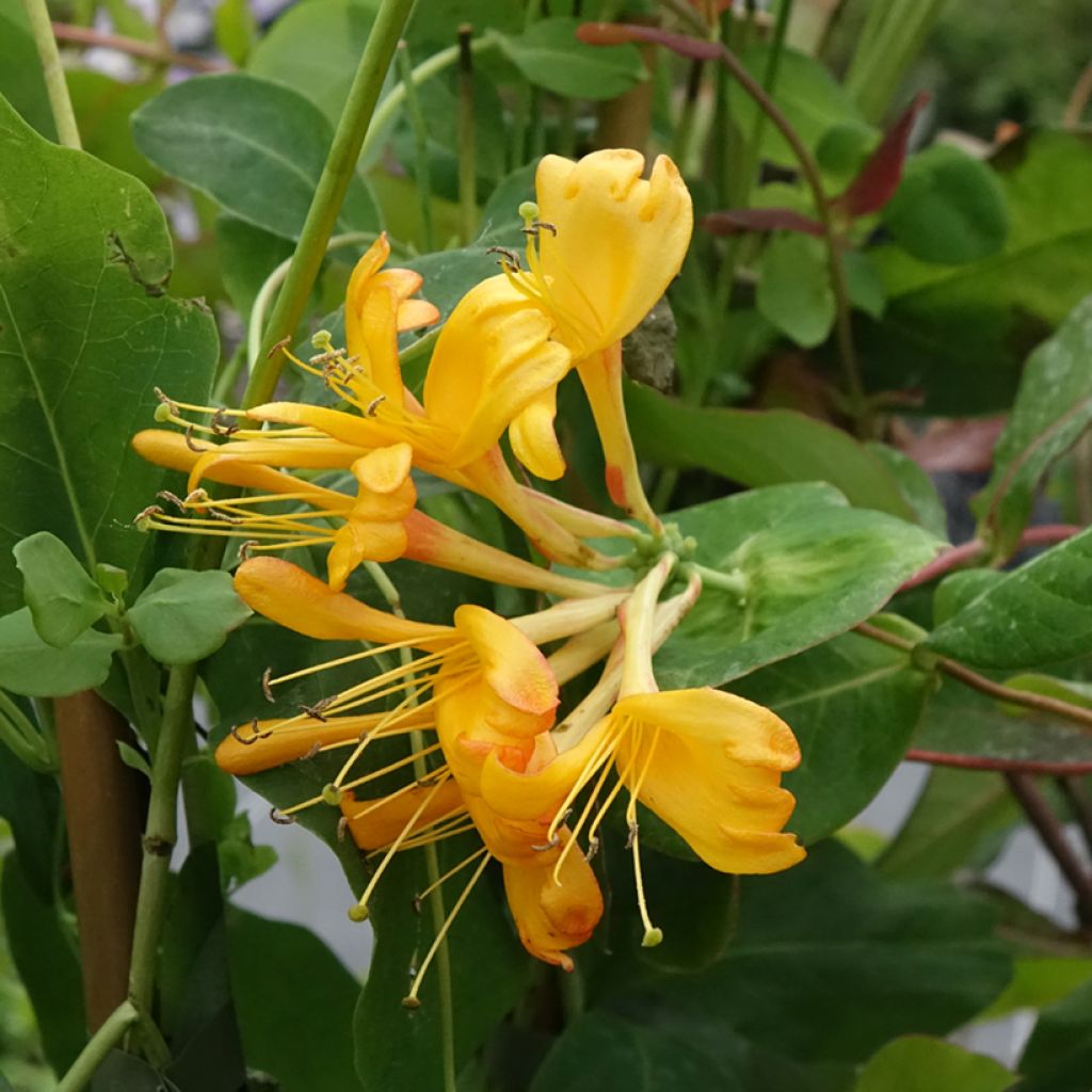 Lonicera tellmaniana