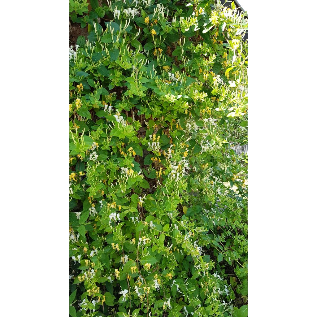 Madressilva-do-japão Hall's Prolific - Lonicera japonica
