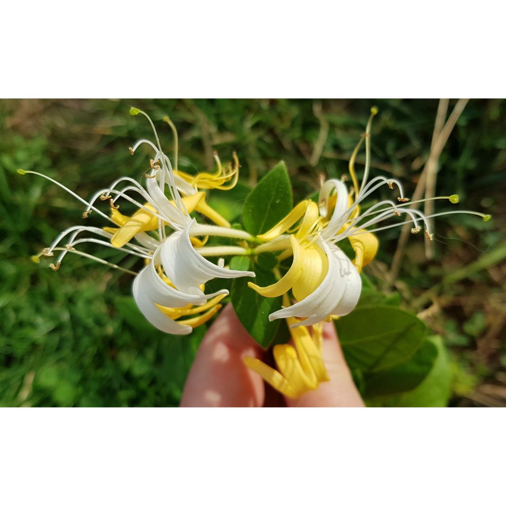 Madressilva-do-japão Hall's Prolific - Lonicera japonica