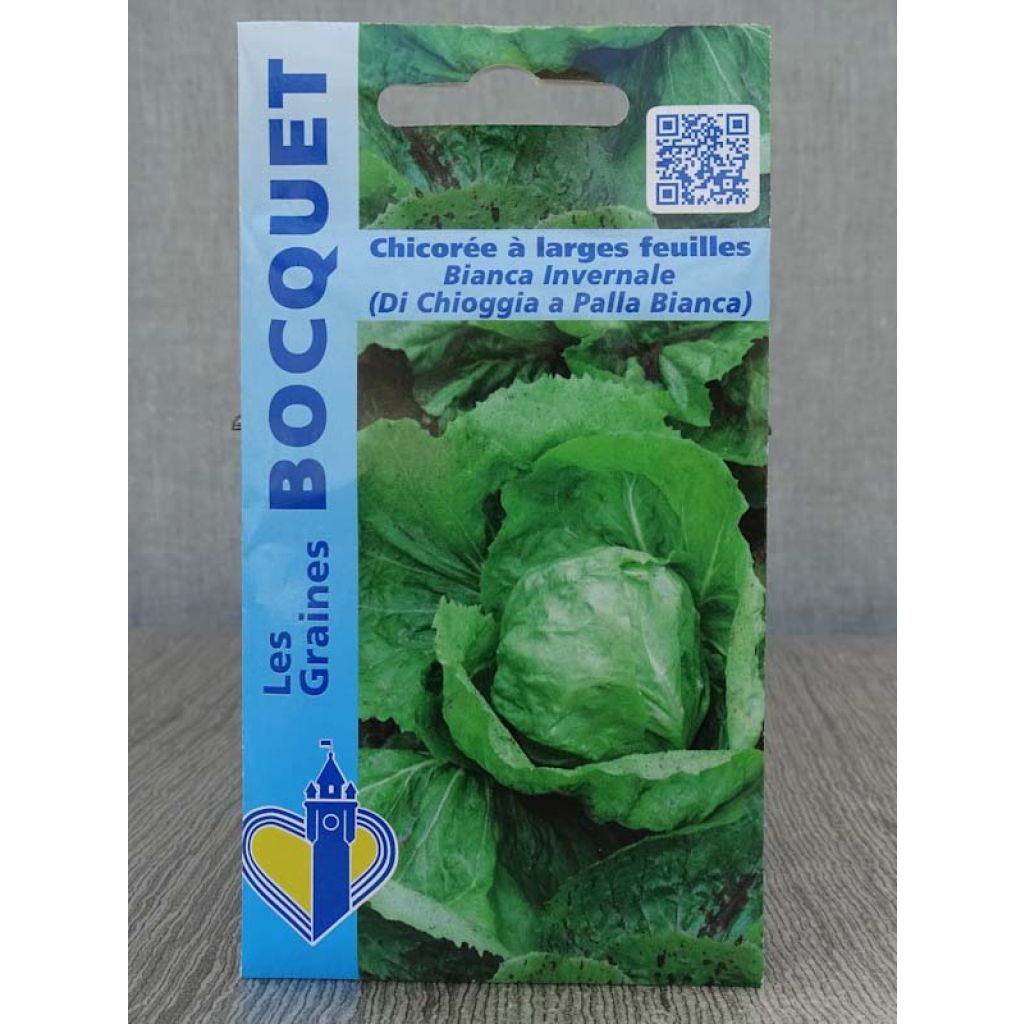 Chicória de folhas largas Bianca invernale (di chioggia a palla Bianca)