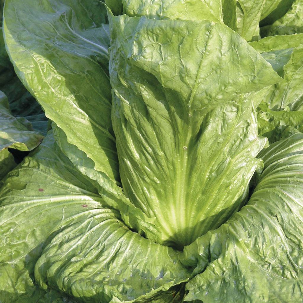 Chicória Pão de Açúcar